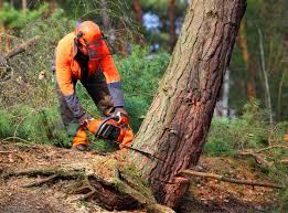 How Our Tree Care Process Works  in  Berkeley Lake, GA